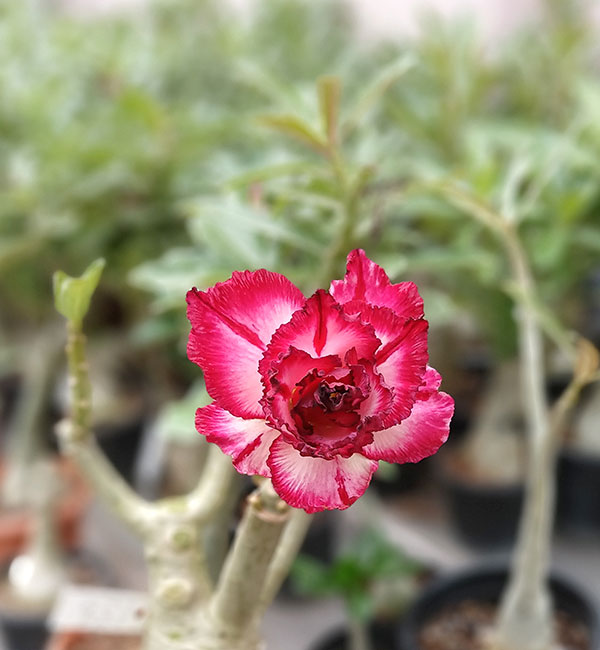 red and white ruffled double petal adenium plant – (138) 1 a close-up shot of a red and white double petal adenium plant (sku 138) in full bloom