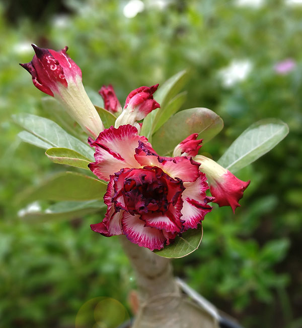 red and white ruffled double petal adenium plant – (138) 2 red and white double petal adenium plant (sku 138)) featuring a blooming flower and unopened buds, set against a softly blurred green garden background.