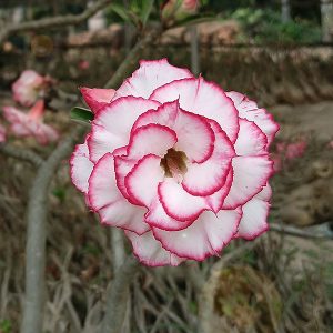home 4 close-up of a double-petal white adenium plant with pink edges blooming in a sunny outdoor garden setting.