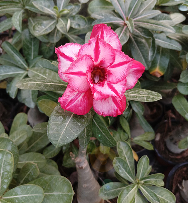 stunning pink and white striped double petal adenium plant (152) 2 a blooming pink and white striped double petal adenium plant (152) with its characteristic thick stem, set against a dense background of lush green nursery foliage.