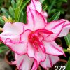 Double Petal Adenium with white flowers and bright pink edges