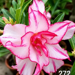 Double Petal Adenium with white flowers and bright pink edges