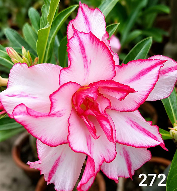 beautiful double petal adenium with white flowers and bright pink edges (272) 1 double petal adenium with white flowers and bright pink edges