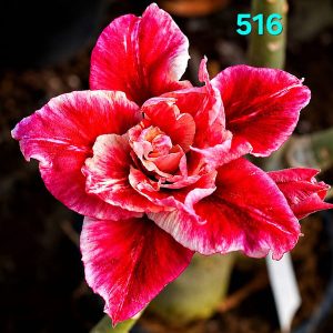 Healthy Crimson Red Double Petal Adenium with White-Edged Flowers
