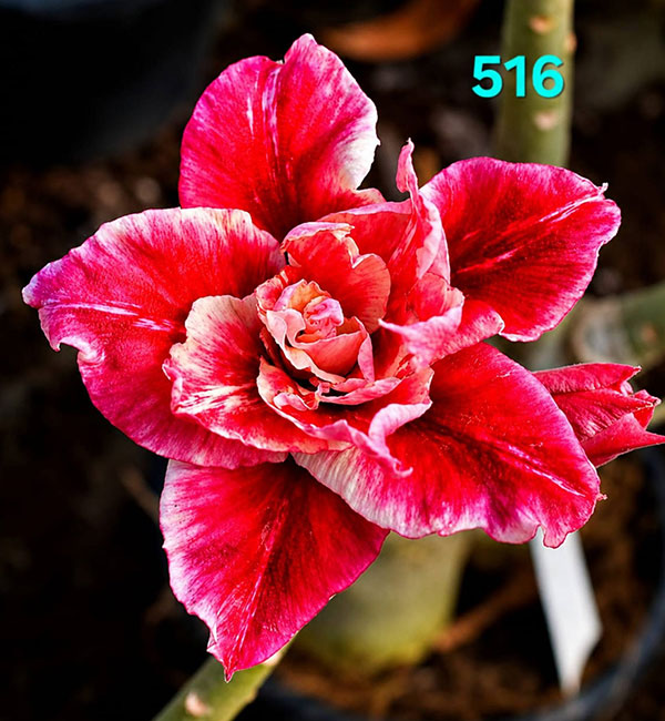 crimson red double petal adenium with white-edged flowers (516) 1 healthy crimson red double petal adenium with white-edged flowers