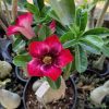 Multi Grafted Red Crimson-Black Adenium Bonsai | Velvet Red Desert Rose