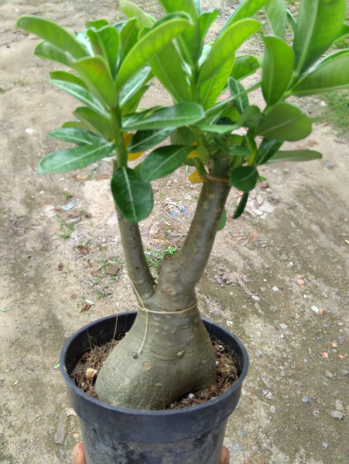multi grafted adenium plant multi colour (desert rose) | 4 color flower in single big caudex plant 3 multi grafted adenium plant image ref