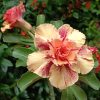 Adenium Cream Yellow–Red Bicolor Double