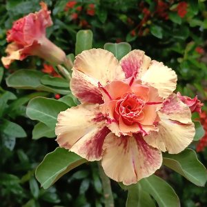 adenium cream yellow–red bicolor double
