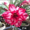 Adenium Pink–White Bicolor Double Petal SKU-214