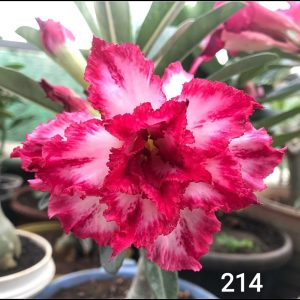 adenium pink–white bicolor double petal sku-214