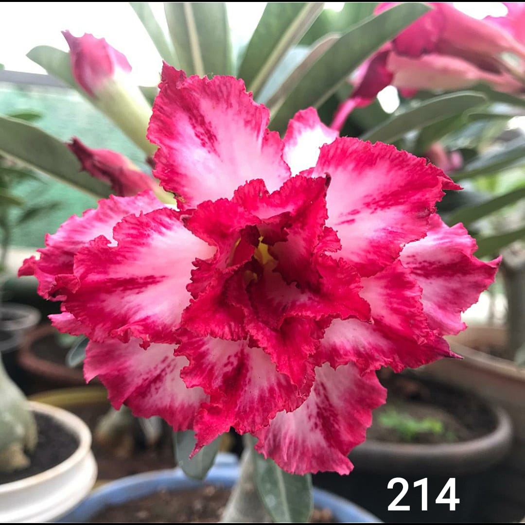 adenium pink–white bicolor double petal – exotic desert rose plant with bright pink edges, white petals & ruffled blooms 1 adenium pink–white bicolor double petal sku-214