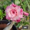 Pink–White Double Petal Adenium