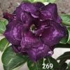 Deep Purple Double Desert Rose SKU-269