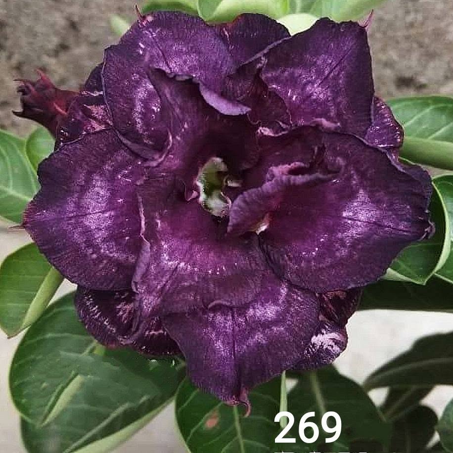 adenium deep purple double petal – exotic dark purple desert rose plant with rich velvety blooms 1 deep purple double desert rose sku-269