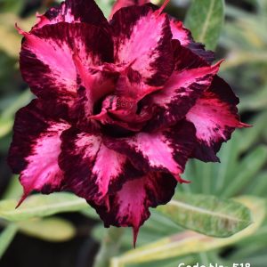desert dark pink–maroon bicolor double petal