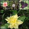 Multi grafted Multi colour adenium plant