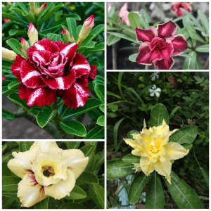 multi grafted adenium plant with 4 color flowers