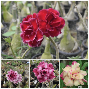 big multi grafted adenium plant with 4 color flowers
