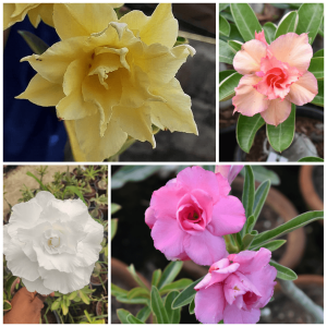 multi grafted adenium plant with 4 color double flowers