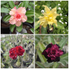 Big Multi Grafted Adenium Plant with 4 Color Flowers