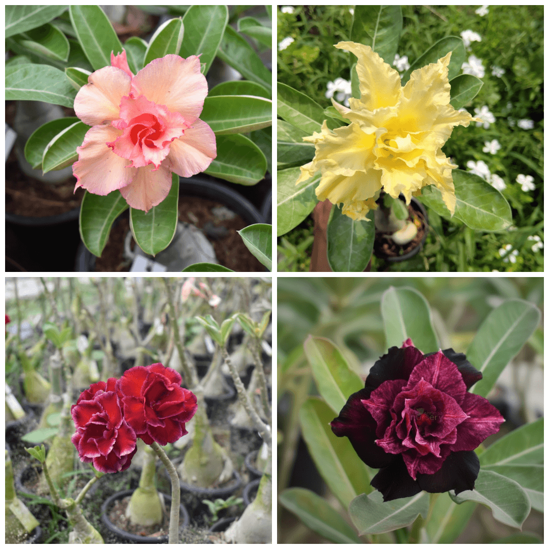 big multi grafted adenium plant – exotic 4 multi-color desert rose in single adenium (peach pink, golden yellow, crimson red & black purple blooms) 1 big multi grafted adenium plant with 4 color flowers