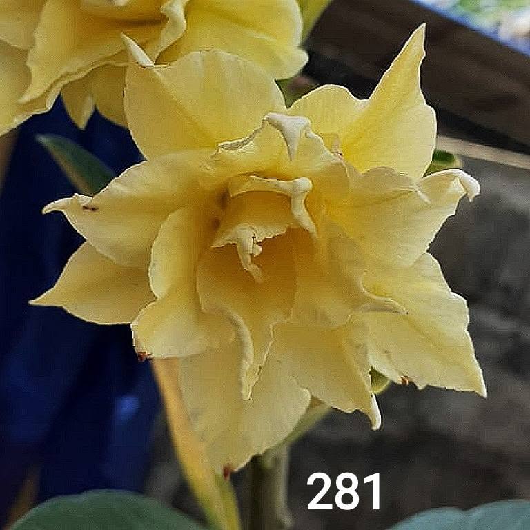 adenium pale yellow double petal – exotic cream yellow desert rose plant with layered golden blooms 2 pale yellow double desert rose sku-281