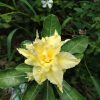 yellow adenium