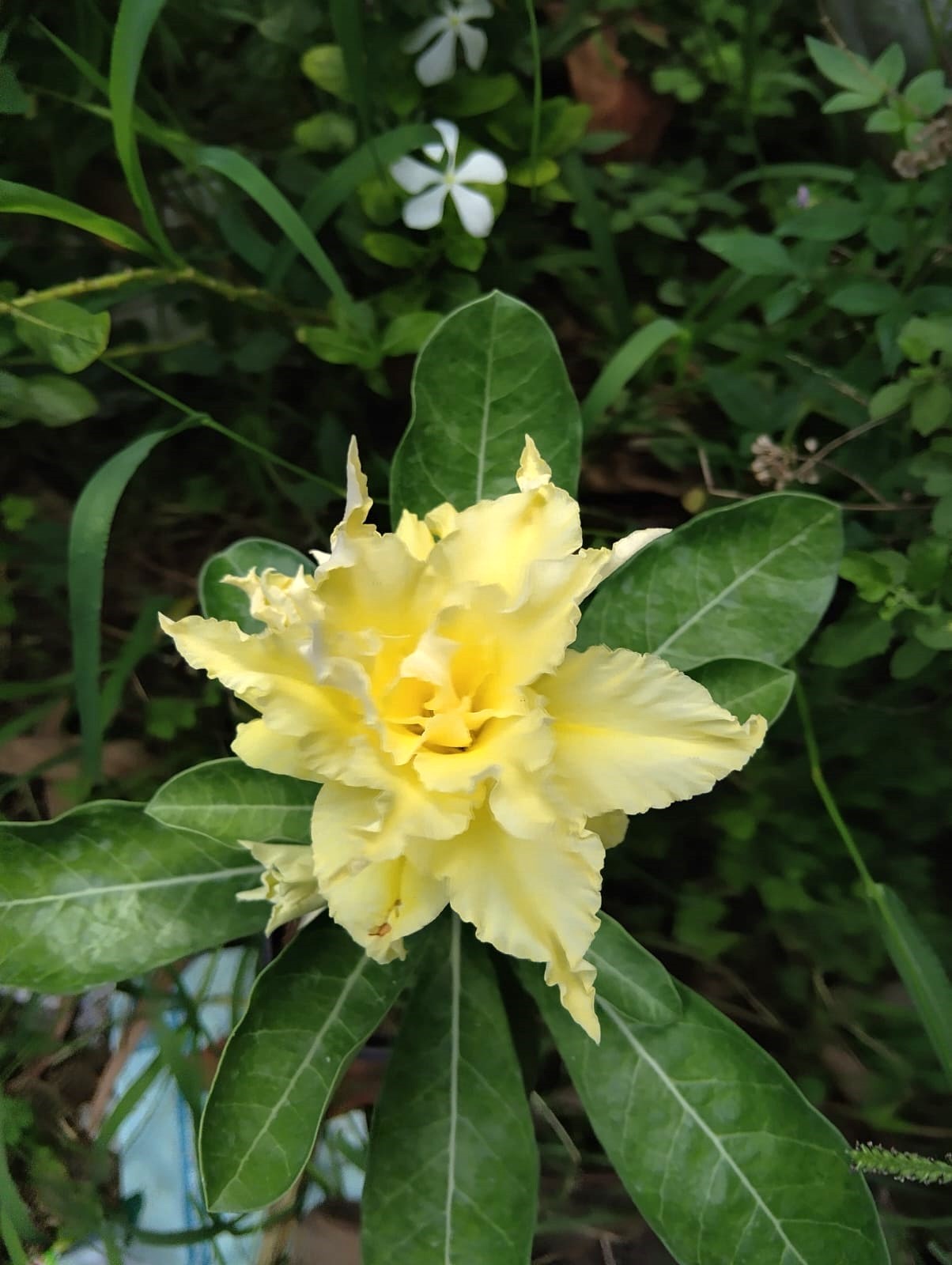 adenium pale yellow double petal – exotic cream yellow desert rose plant with layered golden blooms 1 yellow adenium